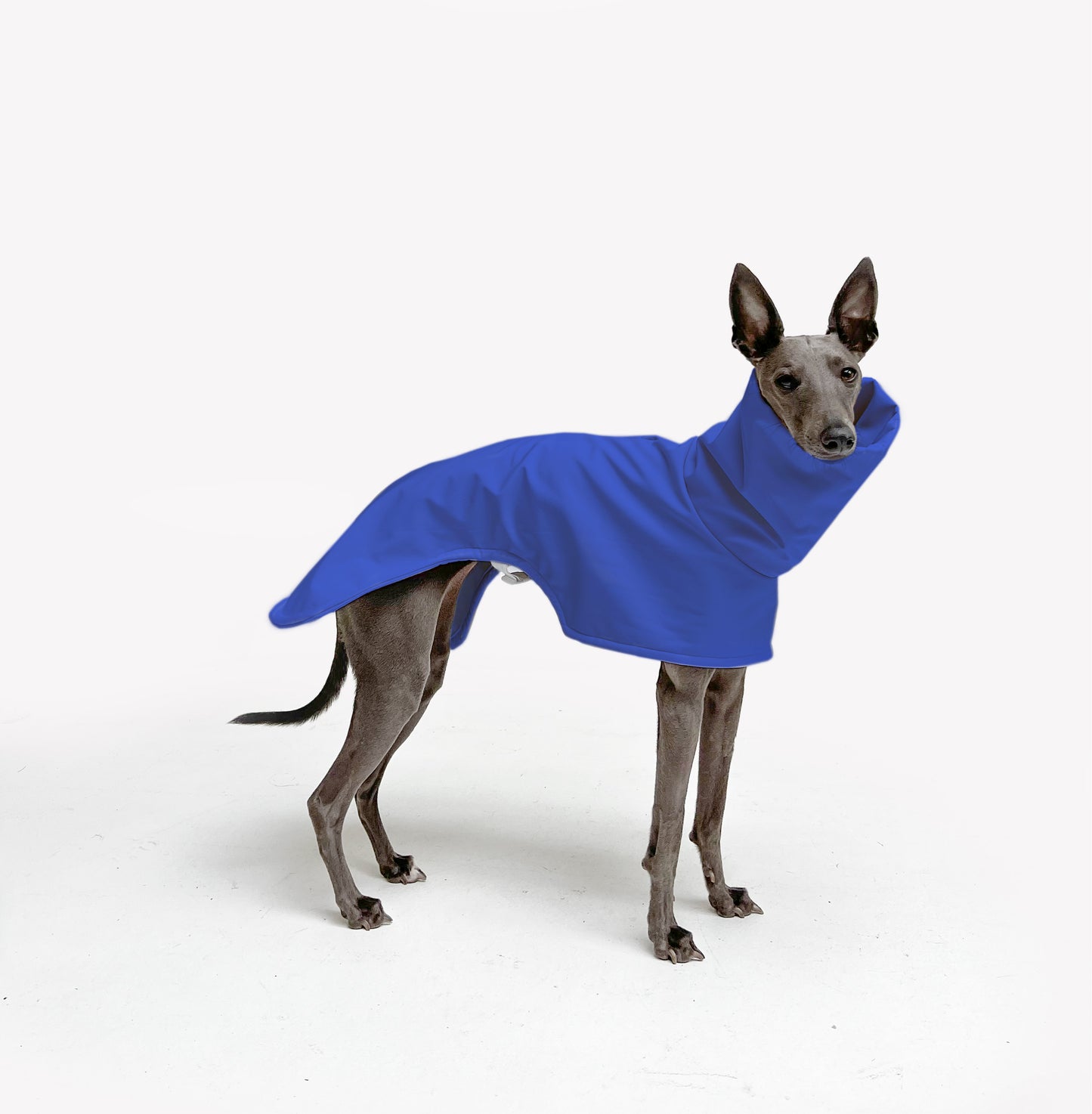 Raincoats (Whippets Only)